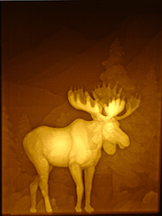 Moose in forest